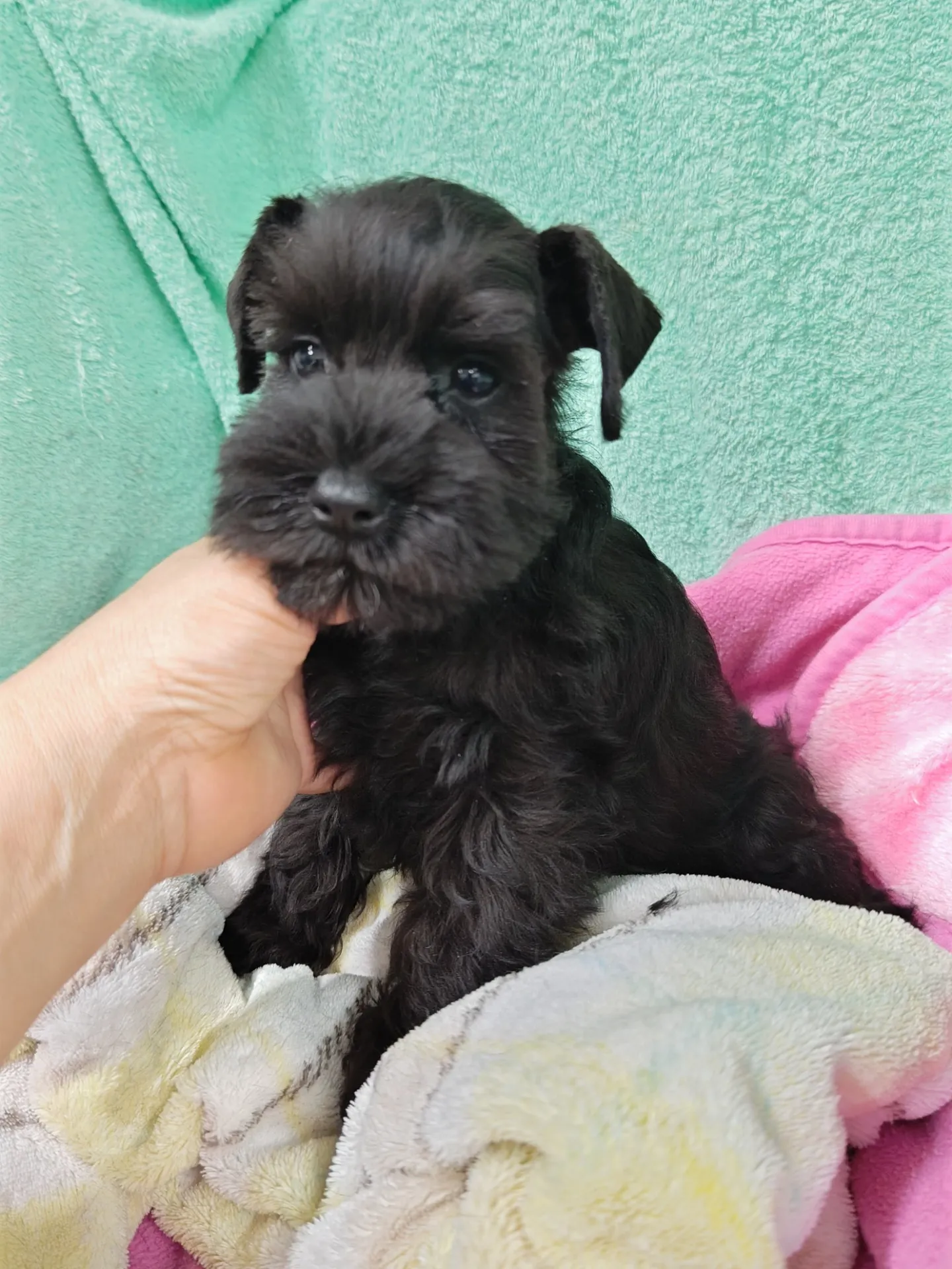 ミニチュアシュナウザー